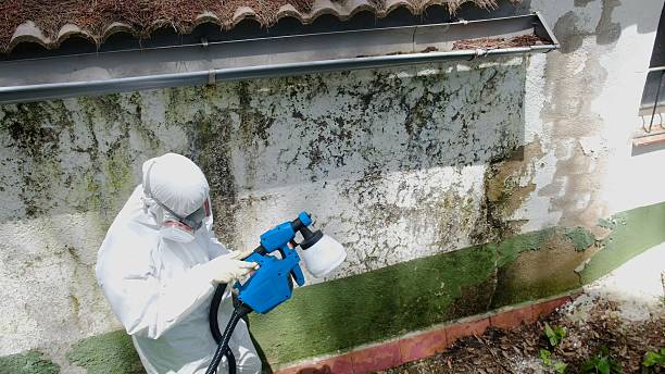 Trusted Crawl Space Mold Removal service in El Mirage, AZ - Cheap Mold Removal